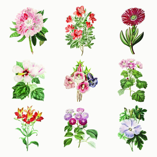 set of flowers and watercolor hand drawn illustration - Vector, afbeelding