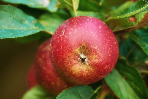 Čerstvá jablka. Čerstvá jablka - jablko denně drží doktora dál - Fotografie, Obrázek