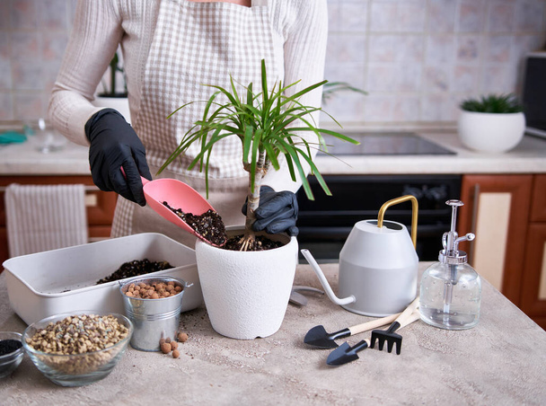 Woman replanting Dracaena house plant at home. - Photo, image