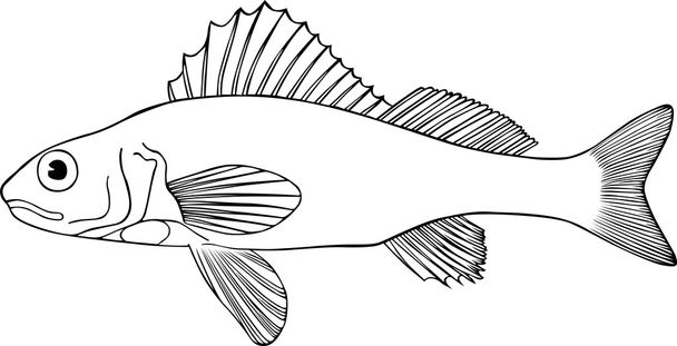 Big fish - Vector, Image