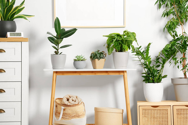 Stylish wooden furniture with beautiful green houseplants near white wall indoors. Interior design - 写真・画像