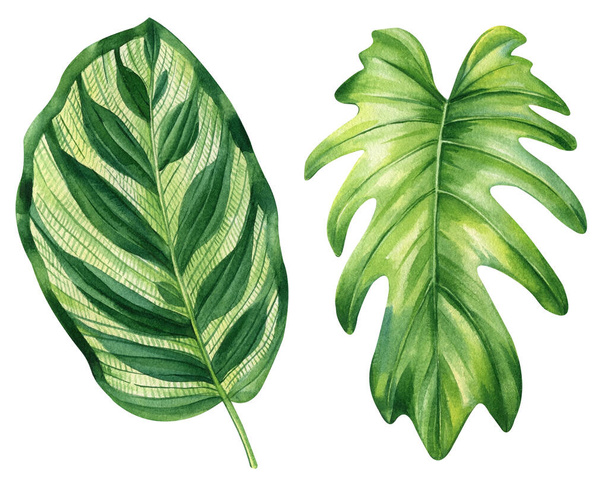 Palm leaf. Tropical set leaves. Hand painted floral elements isolated background. Watercolor Illustration for design. High quality illustration - Fotó, kép
