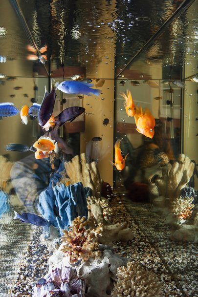Home-Aquarium - Foto, Bild