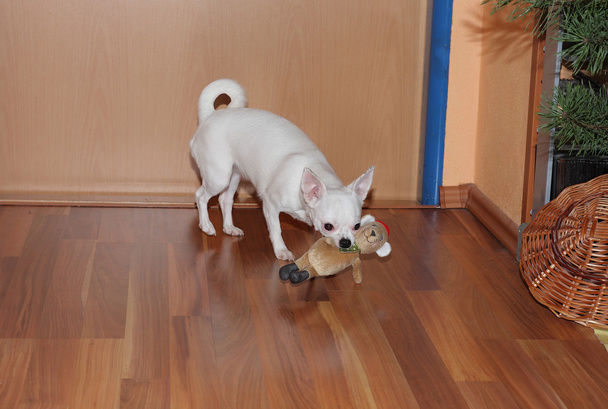 Chihuahua viert kerst en speelt met hun nieuwe cadeau - Foto, afbeelding