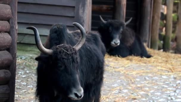 Een close-up van een zwarte binnenlandse jak. Yak is een zoogdier uit de familie van de echte stieren (Stieren). - Video