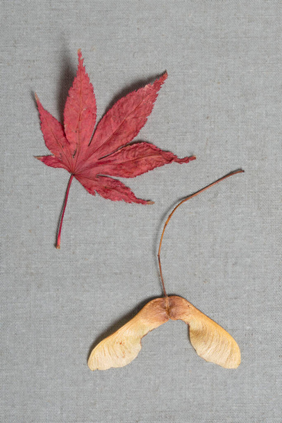 Beautiful red maple leaf and helicopter seed. High quality photo - Photo, Image