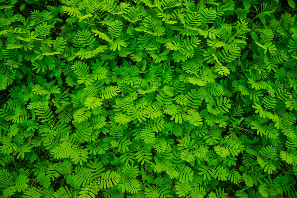 The Natural Tropical Green leaf's texture may be used as a background wallpaper - Фото, зображення