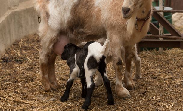 Alpejskie kozie zwierzę mleczne. Macierzyństwo, związek między matką a nowonarodzonym kozłem. - Zdjęcie, obraz