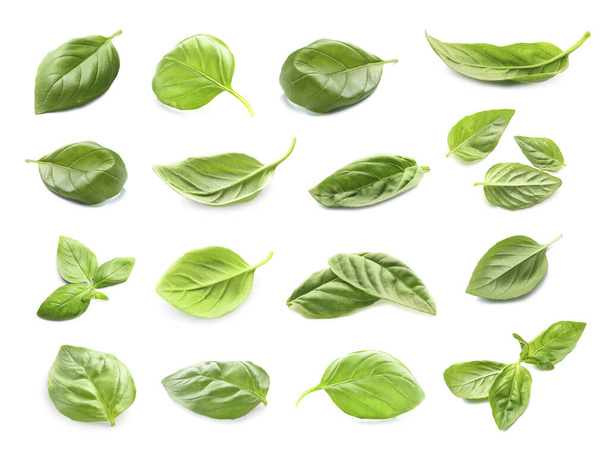 Set of green basil leaves isolated on white - Фото, изображение