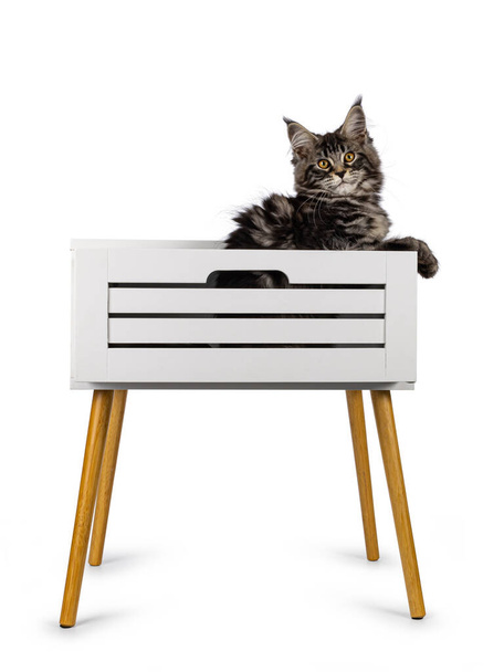 Söpö Maine Coon kissa kissanpentu, roikkuu laatikosta valkoinen yöpöytä. Eristetty valkoisella pohjalla. - Valokuva, kuva