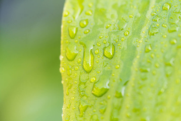 Drops of dew in the morning. Beautiful leaf texture in nature. Natural background - Photo, Image