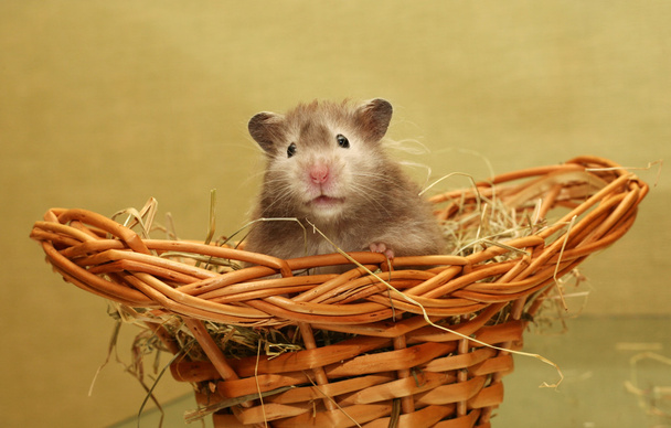 hamster - Fotoğraf, Görsel