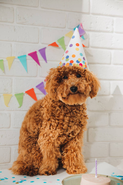 A small red poodle in a festive cap on a white background celebrates a birthday. Front view - Photo, Image