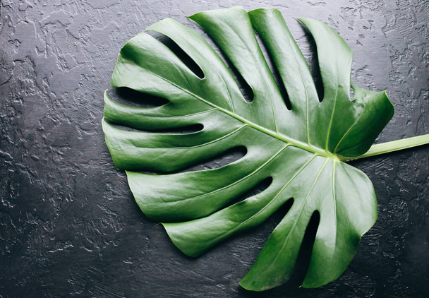 Grünes tropisches Blatt auf schwarzem Hintergrund. Monstera Zimmerpflanze. Umweltfreundliches Foto. - Foto, Bild