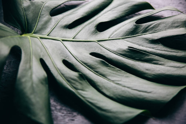 Green tropical leaf on black background. Monstera houseplant. Eco friendly photo. - Photo, Image