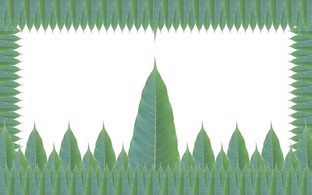 Marco de hojas verdes aislado sobre fondo blanco - Foto, imagen
