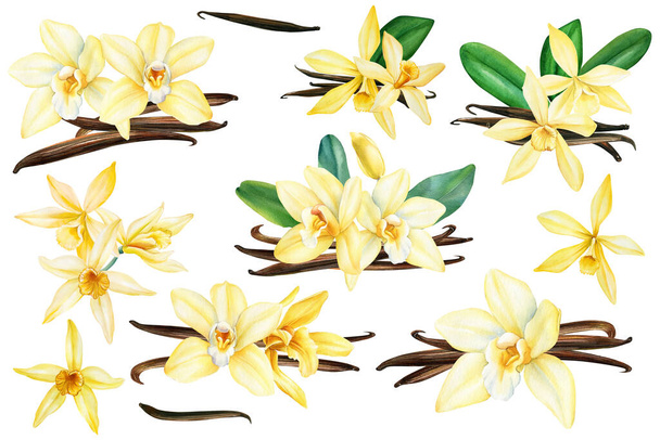 Set Vanilleblume, Aquarell botanische Illustration für Verpackungsdesign. Hochwertige Illustration - Foto, Bild