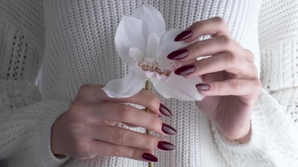 Belles mains d'une jeune femme avec manucure rouge foncé sur les ongles. Fleur d'orchidée dans les mains d'une fille - Séquence, vidéo
