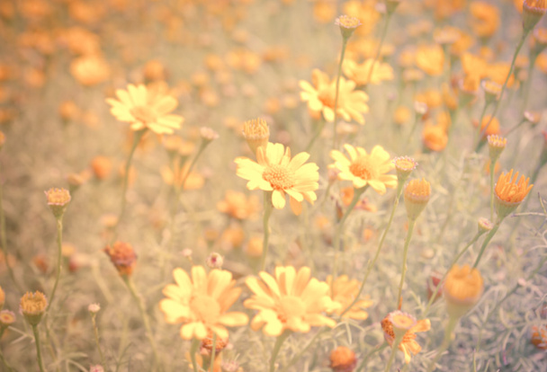  Buttercup Meadow in flower Garden  - Photo, Image