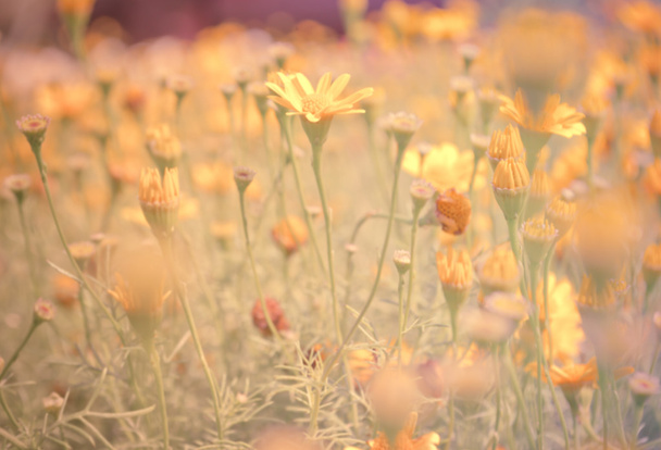  Butterblumenwiese im Blumengarten  - Foto, Bild