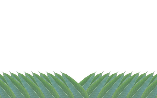 frame made of green leaves of mango tree isolated on white backg - Photo, Image