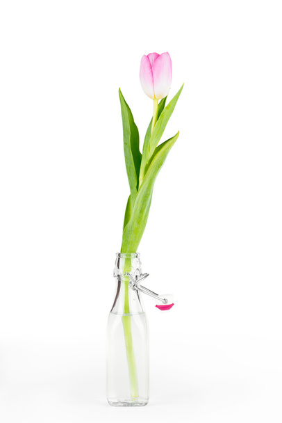 Tulip flower - Fotoğraf, Görsel