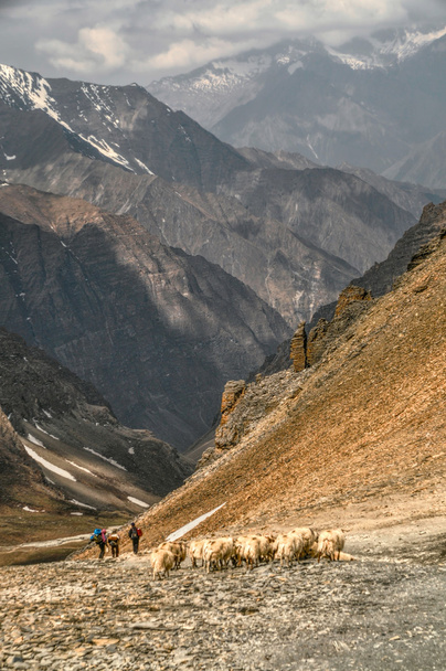 Owce w Himalajach - Zdjęcie, obraz