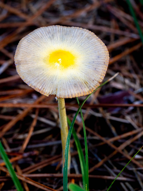 Bolbitius titubansin tai Bolbitius vitellinus sienen valikoiva kohdentaminen metsän pohjalle, jonka tausta on hämärtynyt - Valokuva, kuva