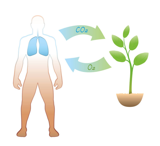 Kohlenstoffkreislauf zwischen Mensch und Pflanze - Ausatmen und Aufnahme von CO2-Kohlendioxid - Einatmen und Freisetzung von Sauerstoff - sinnvoller und lebenswichtiger Austausch durch Atmung. Vektor. - Vektor, Bild