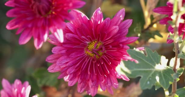 Beautiful pink violet chrysanthemum with dew drops in the garden. Sunny day, shall depth of the field - Footage, Video