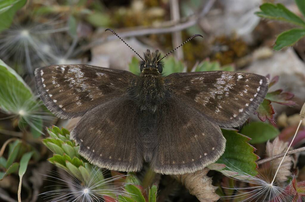 Natural closeup of the small brown Dingy skipper butterfly, Erynnis tages sitting on the ground - Photo, Image