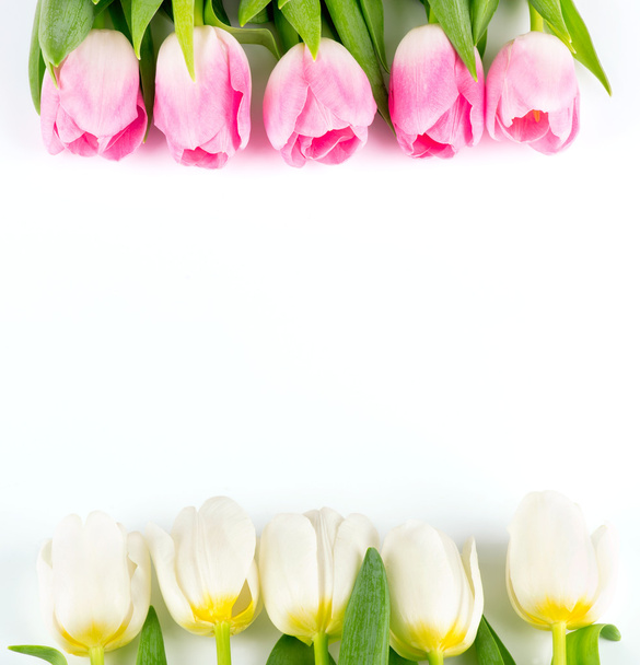Tulip flowers - Foto, afbeelding