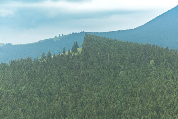 Zielona sosna las wzór tło lasu alpejskiego, Karpaty, Czarnogora, Ukraina - Zdjęcie, obraz