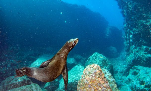 merileijona tulossa sinulle sukeltaessa galapagos vedenalainen - Valokuva, kuva