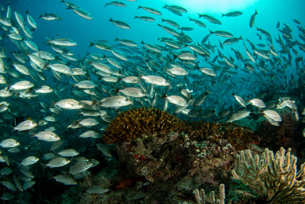 All'interno sarde esca palla pesce in cortez mare immersioni cabo pulmo - Foto, immagini
