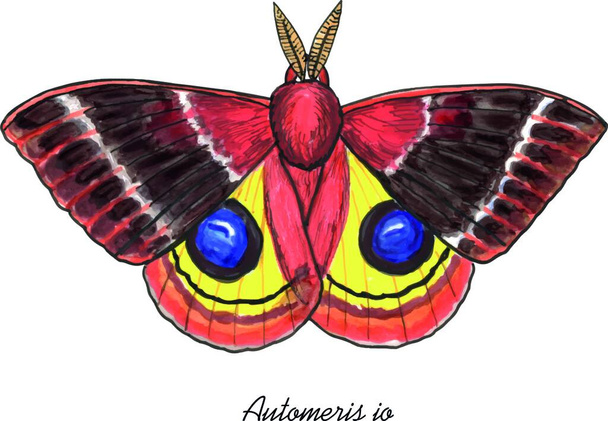 "Lo Moth, Schmetterling mit seinem lateinischen Namen. Live-Spur von Markierungsskizze" - Vektor, Bild