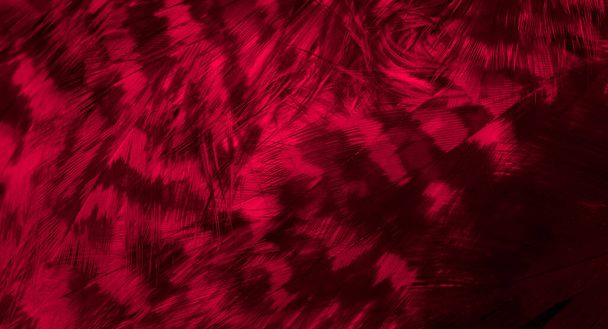 czerwone pióra jastrzębia z widocznymi szczegółami. tło lub tekstura - Zdjęcie, obraz