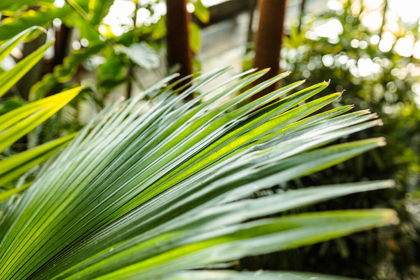 Trooppinen viidakon palmu lehtien tausta. Kauneus trooppinen luonto banneri tapetti, matka, loma - Valokuva, kuva