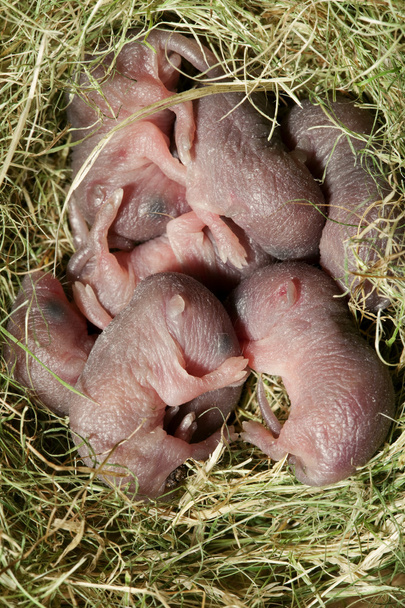pasgeboren ratten - Foto, afbeelding