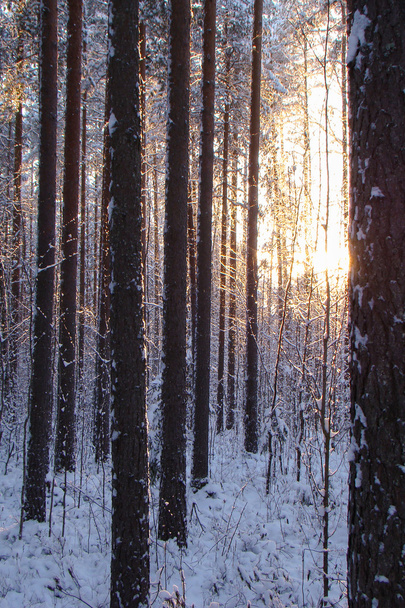 Sunny forest - Fotó, kép