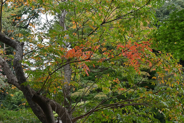 Japón árbol de cera (Toxicodendron succedaneum) hojas de otoño. Anacardiaceae Árbol caducifolio dioico. Una planta de recursos que extrae cera de Japón de su fruto. - Foto, imagen