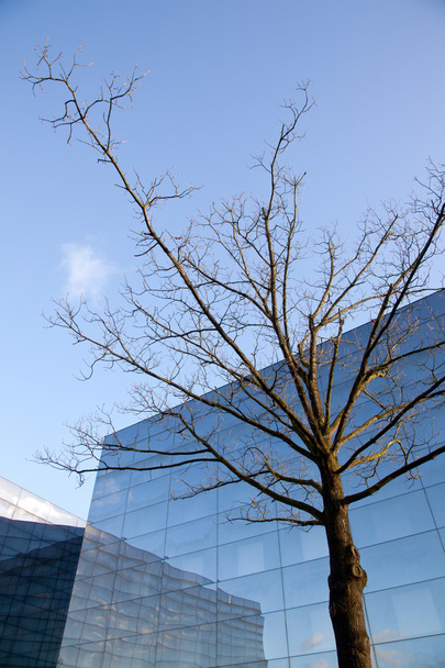 зимнее дерево и фасад современного стеклянного офисного здания
 - Фото, изображение