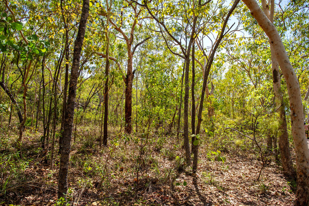 Główną roślinnością są wiecznie zielone drzewa, takie jak kora strunowa Darwina (Eucalyptus tetrodonta) i wełniany darwin (Eucalyptus miniate) oraz wysoka trawa, głównie gatunki Sorgo. - Zdjęcie, obraz