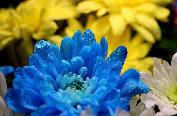 Λεπτομερής φωτογραφία των σταγόνων σε κίτρινα και μπλε λουλούδια στα χρώματα της ουκρανικής σημαίας - Φωτογραφία, εικόνα