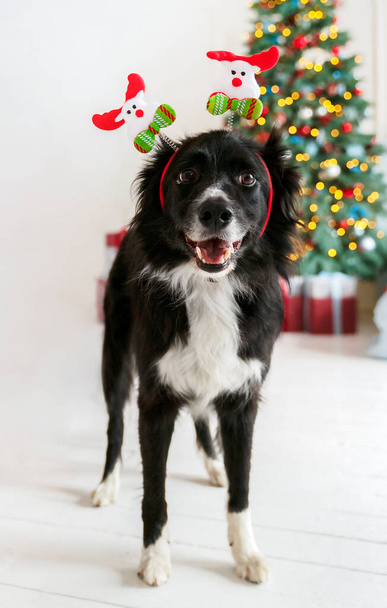 Un simpatico cane collie bordo nero si trova in una casa con le corna di Natale sulla testa accanto a un albero di Natale - Foto, immagini