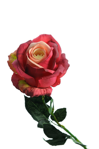 Κόκκινο τριαντάφυλλο - Φωτογραφία, εικόνα