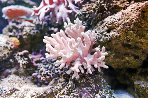 Korálový útes s růžové měkkých korálů sarcophyton na dně Rudého moře v Egyptě na pozadí modré vody. - Fotografie, Obrázek