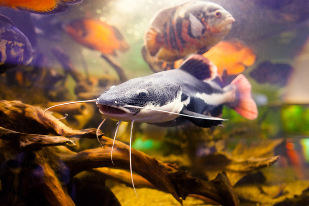 Primo piano di un pesce gatto coda rossa tropicale, Phractocephalus hemioliopterus, nuotare sott'acqua con ciclidi enormi
 - Foto, immagini
