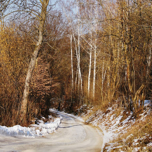 A tél elmegy. Az erdei utat még mindig hó borítja. A természet felébred. Carpatians, Európa. - Fotó, kép