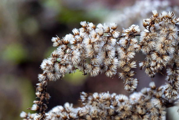 Dry white seeds of goldenrod on the branches of a bush on a blurred background - Photo, Image